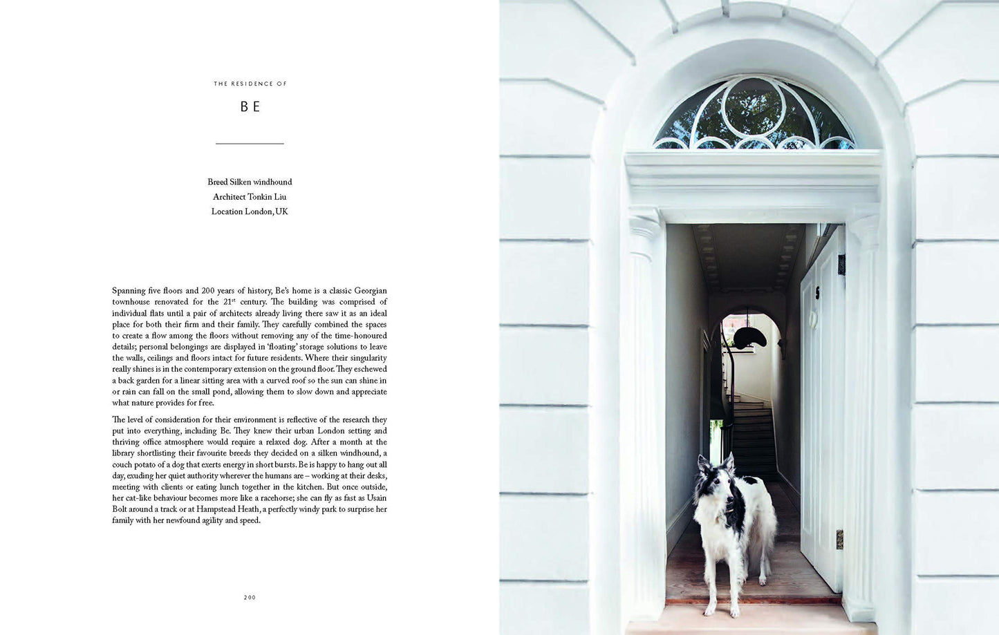 Resident Dog By Nicole England