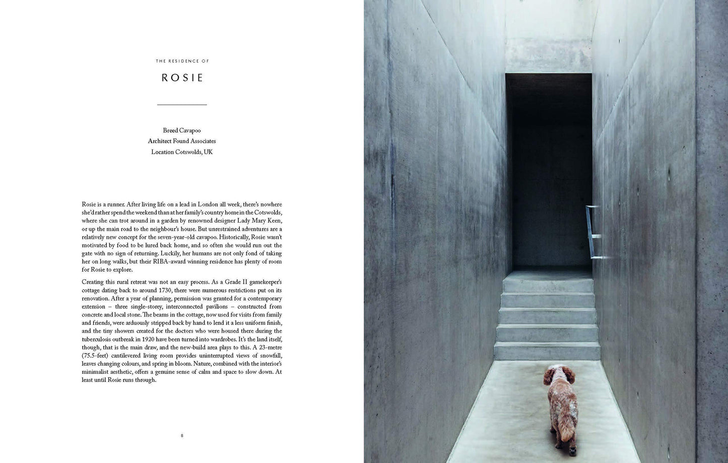 Resident Dog By Nicole England