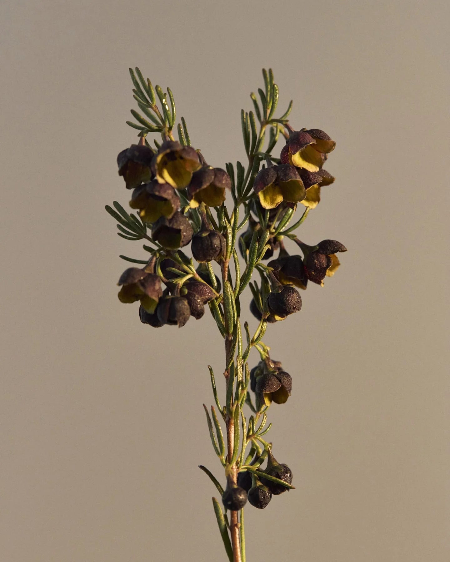 Leif Boronia Hand Wash