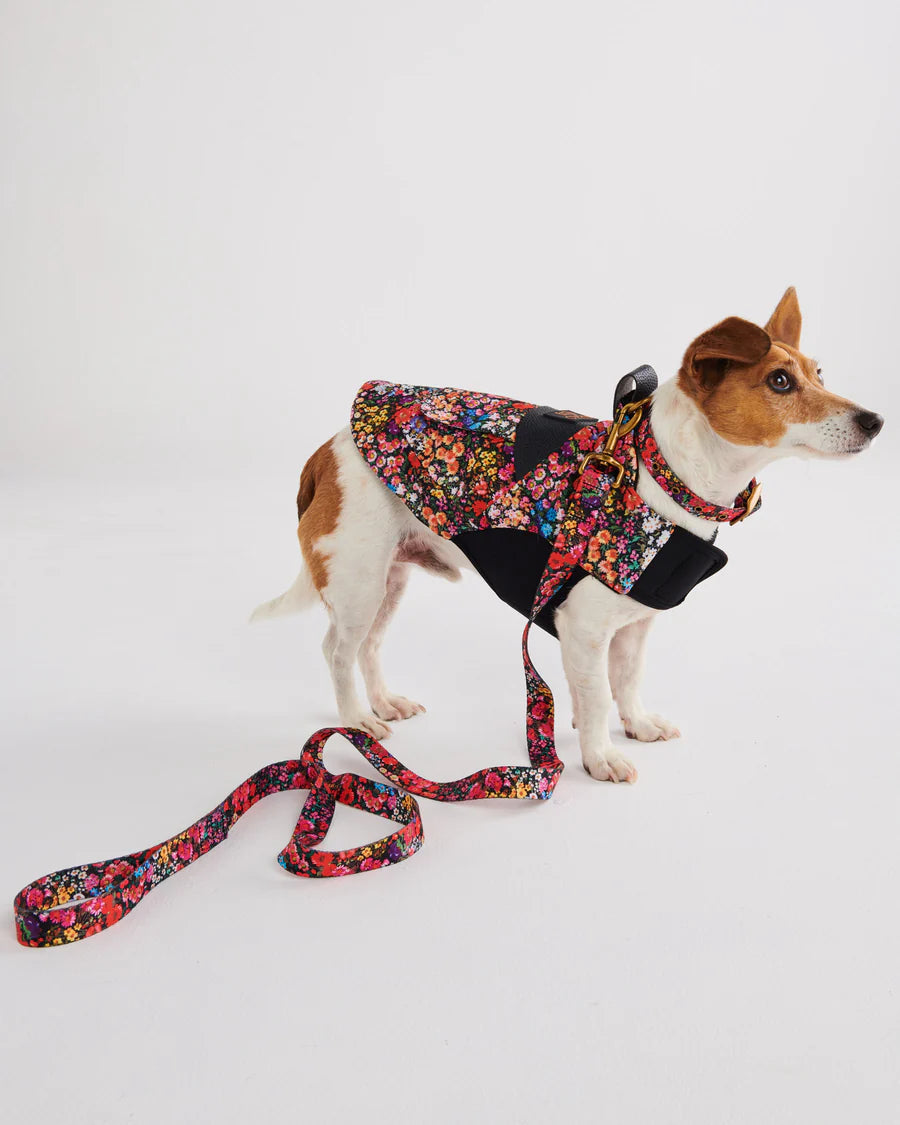 Kip & Co Dog Lead