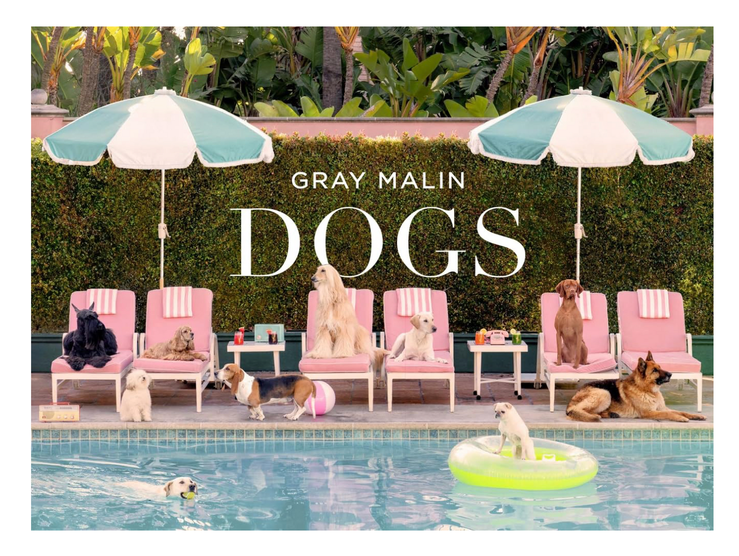 Gray Malin: Dogs
