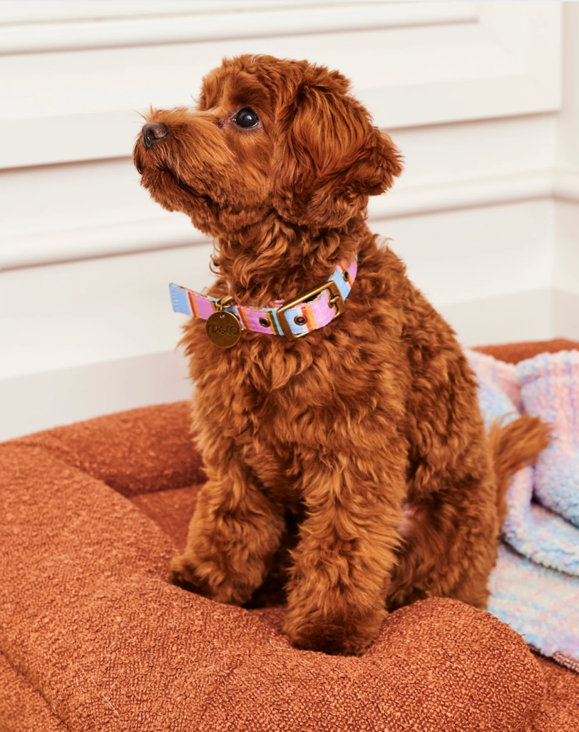 Kip & Co Dog Collar