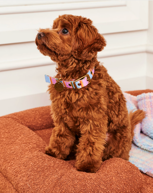Kip & Co Dog Collar