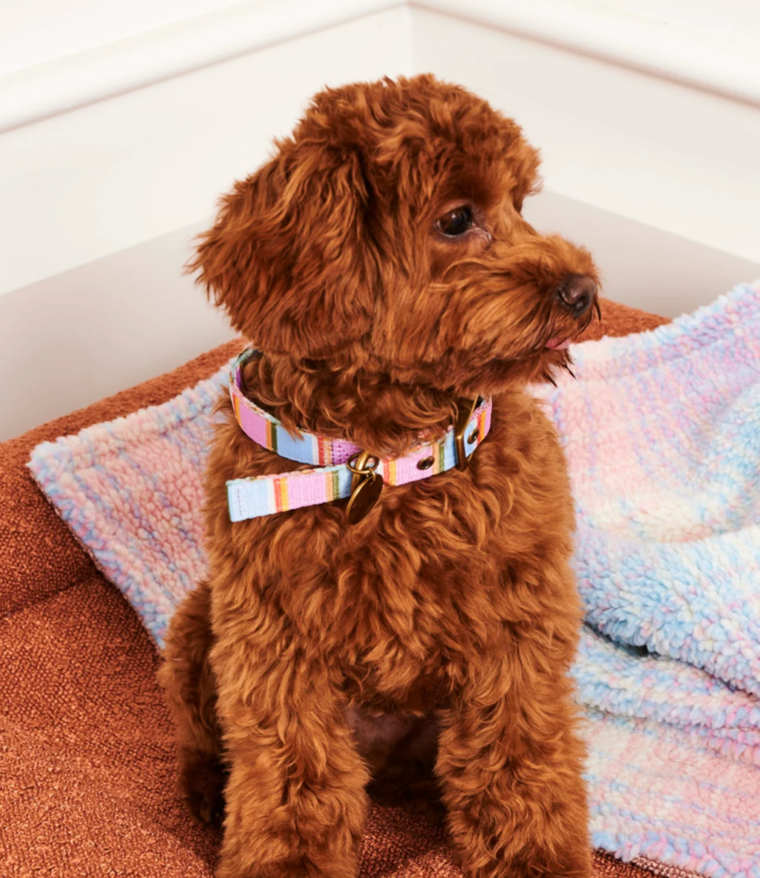 Kip & Co Dog Collar