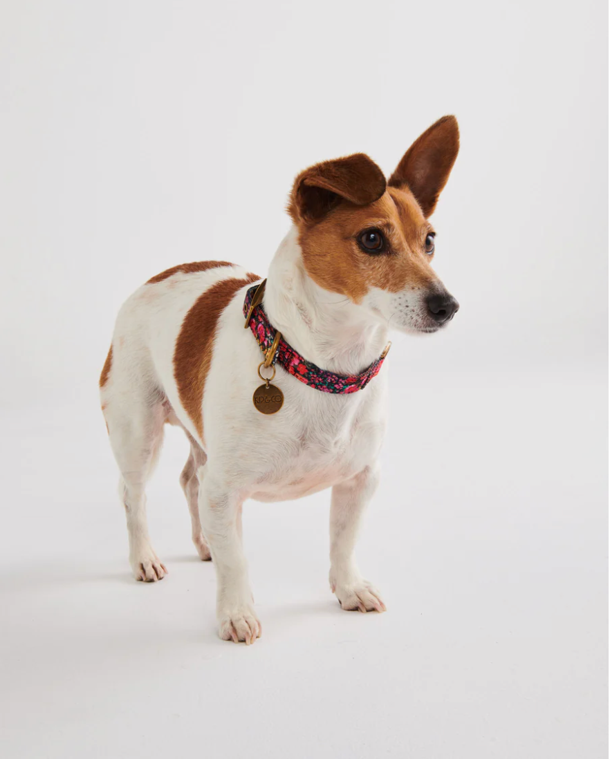 Kip & Co Dog Collar