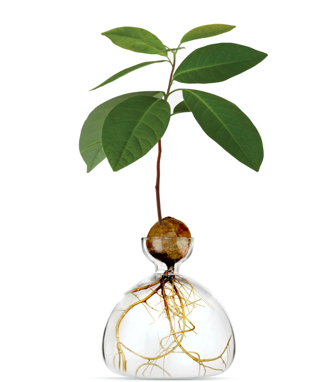 Avocado Vase