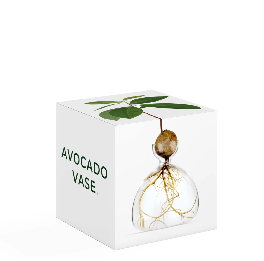 Avocado Vase