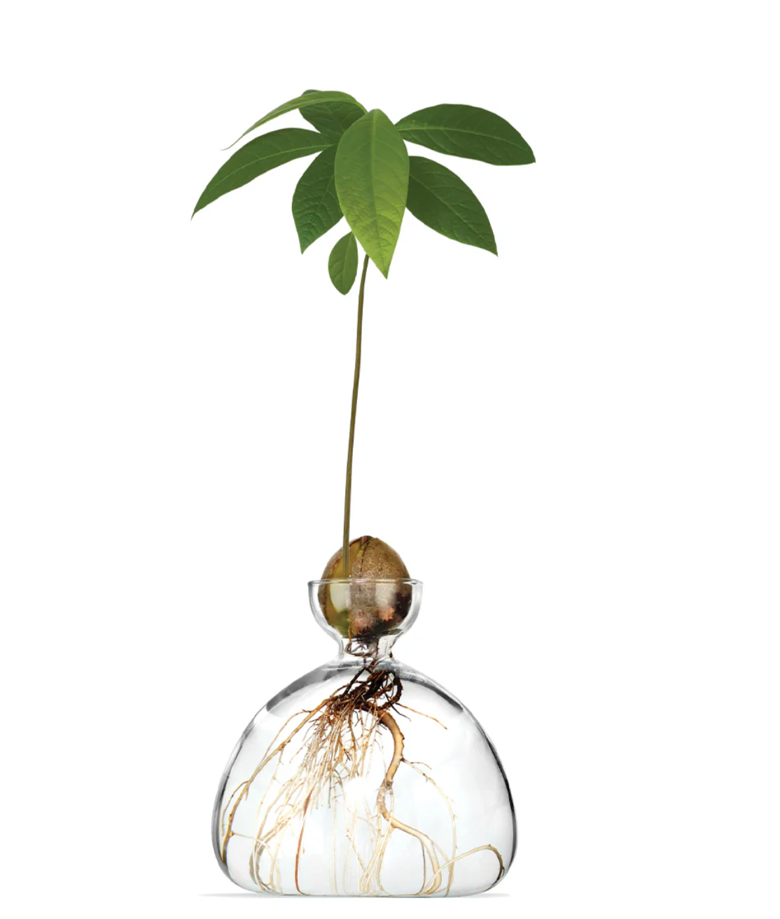 Avocado Vase