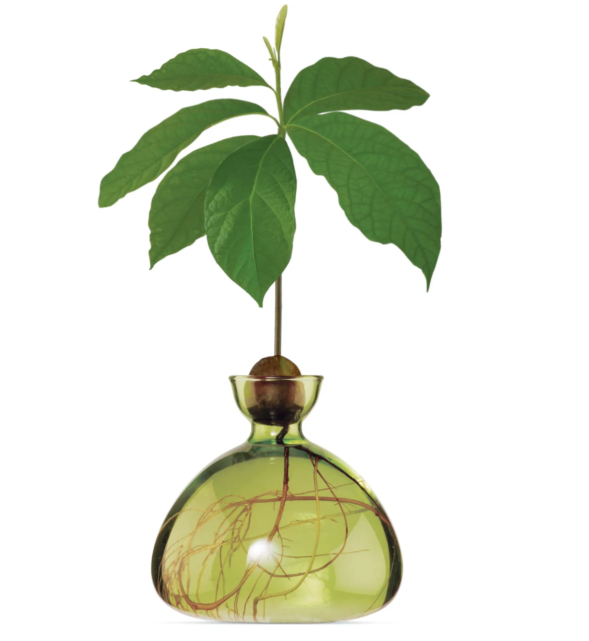 Avocado Vase