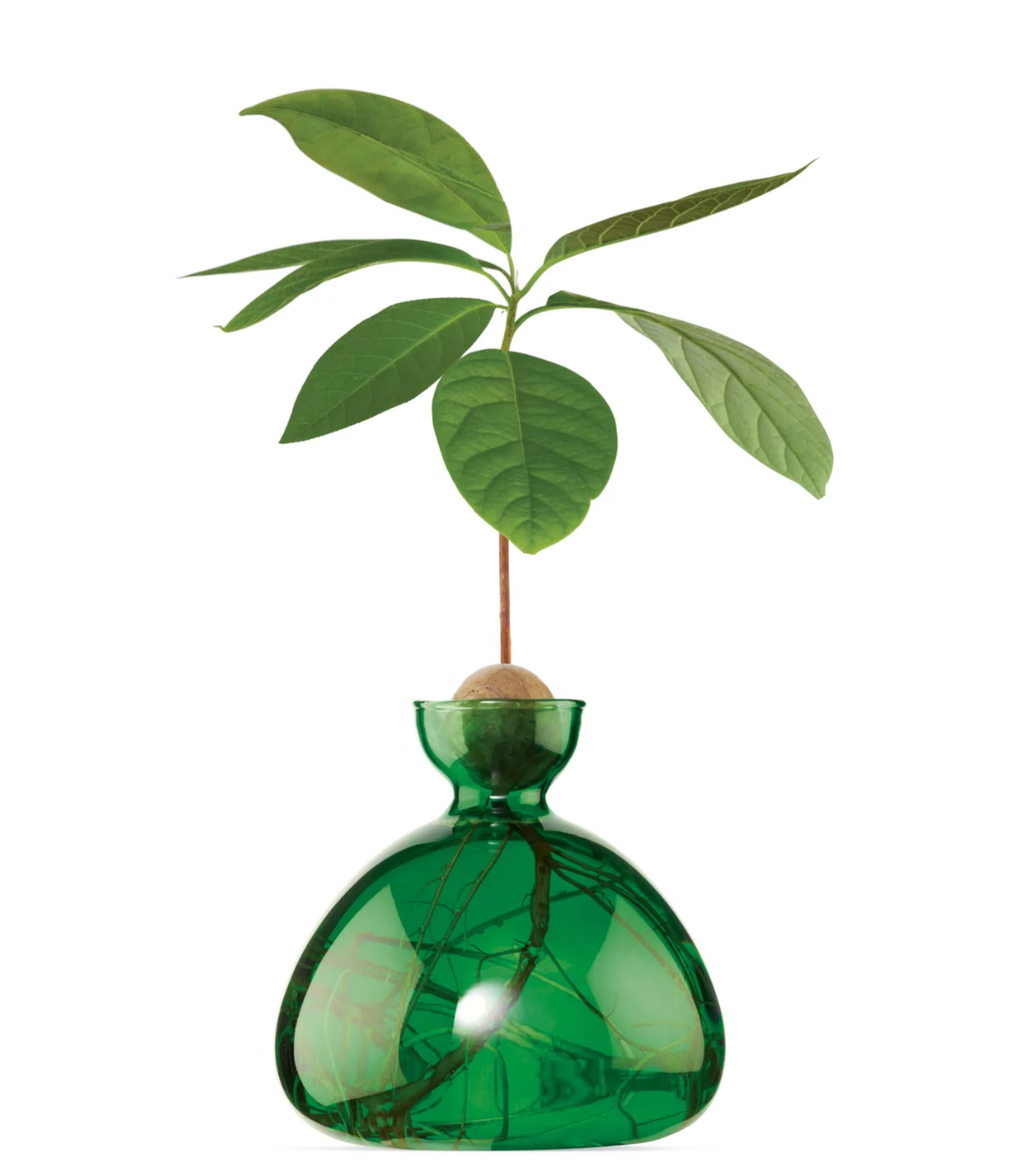 Avocado Vase