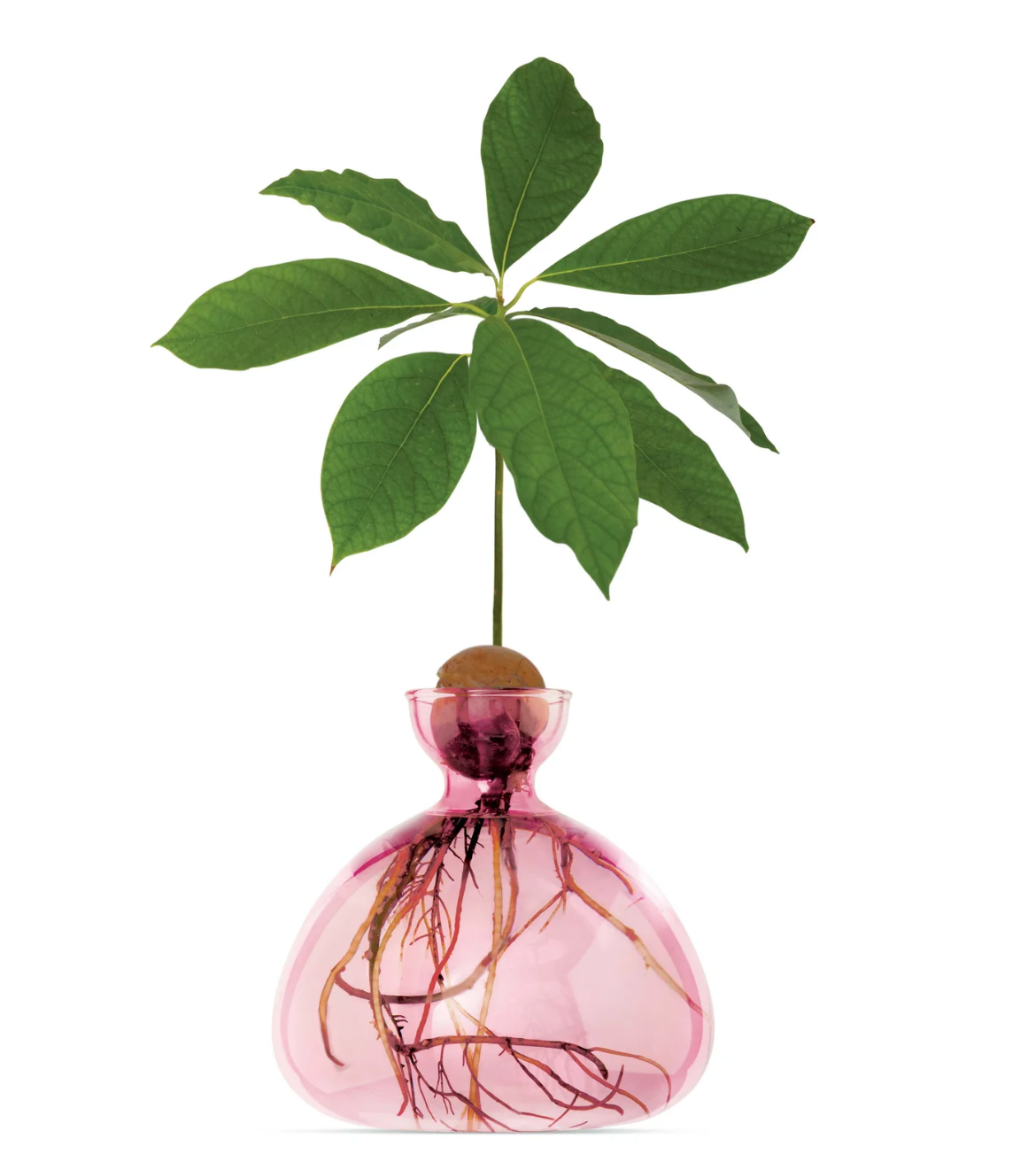 Avocado Vase