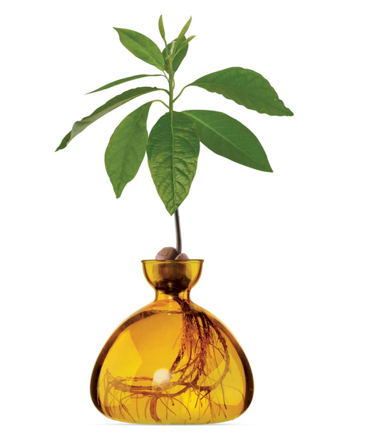 Avocado Vase