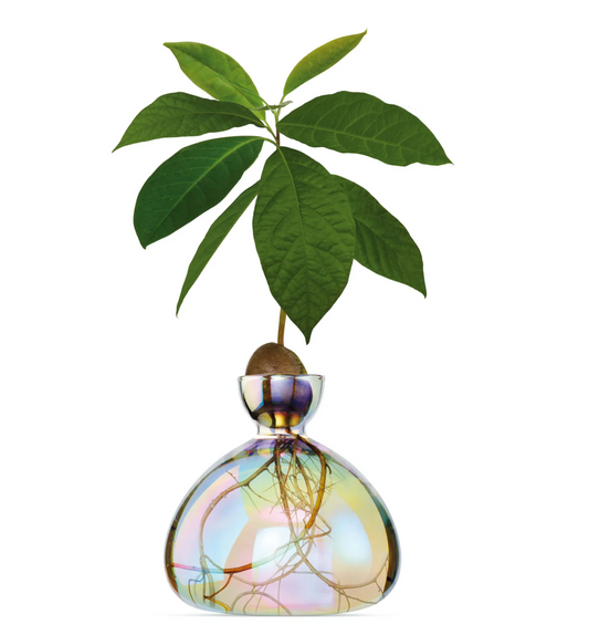 Avocado Vase Cosmic