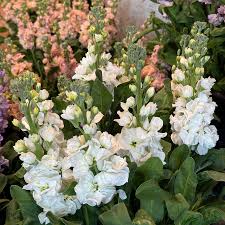 Fresh Blooms