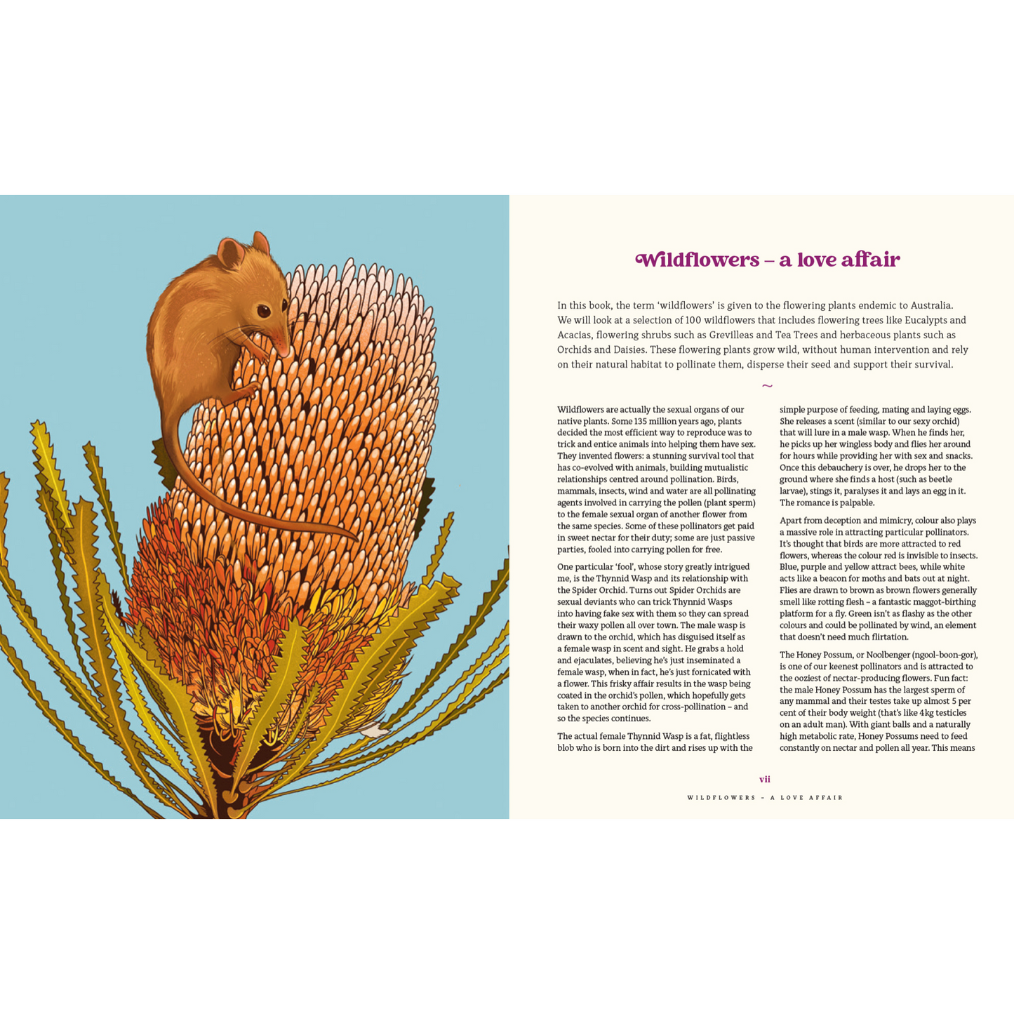 100 Australian Wildflowers by Mel Baxter
