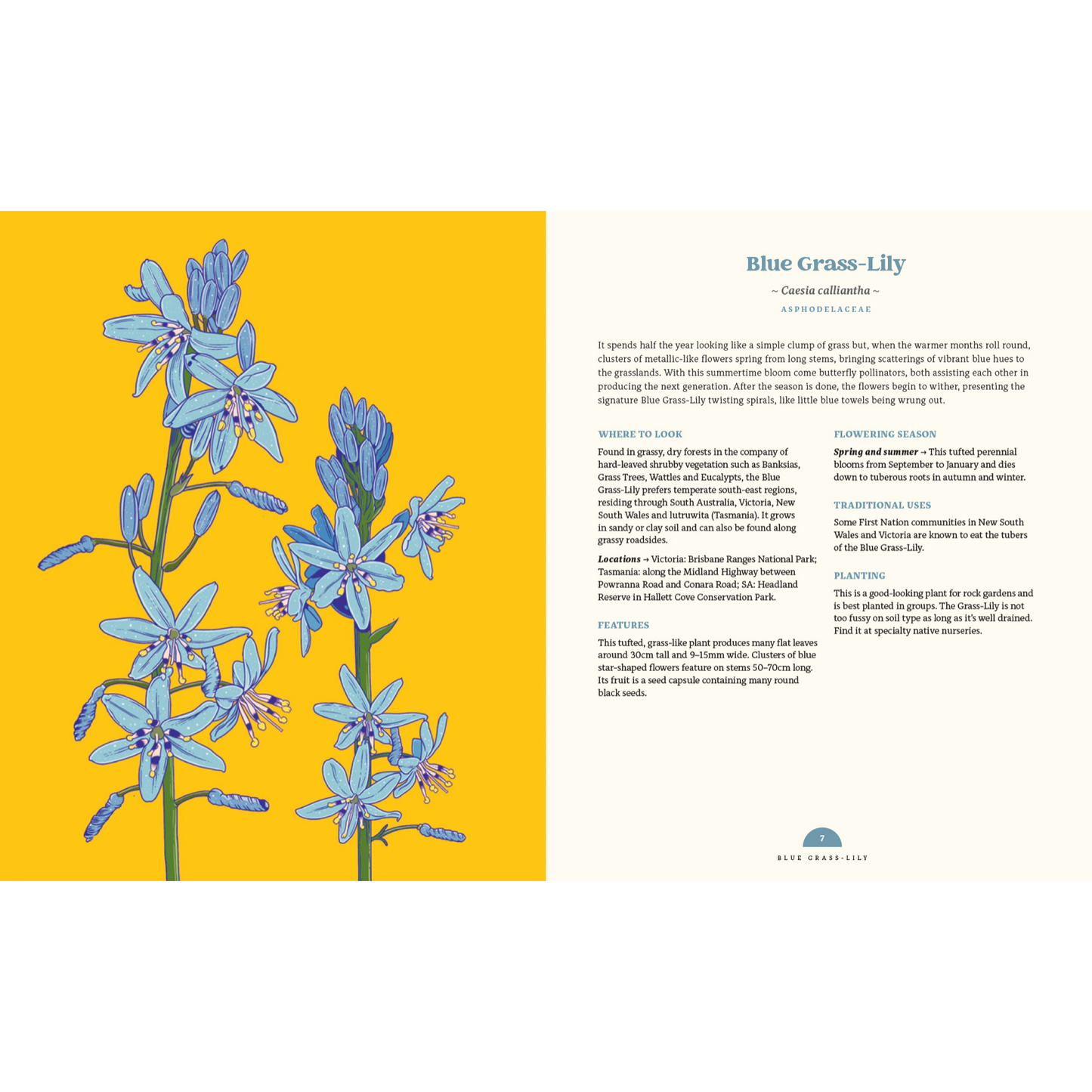 100 Australian Wildflowers by Mel Baxter