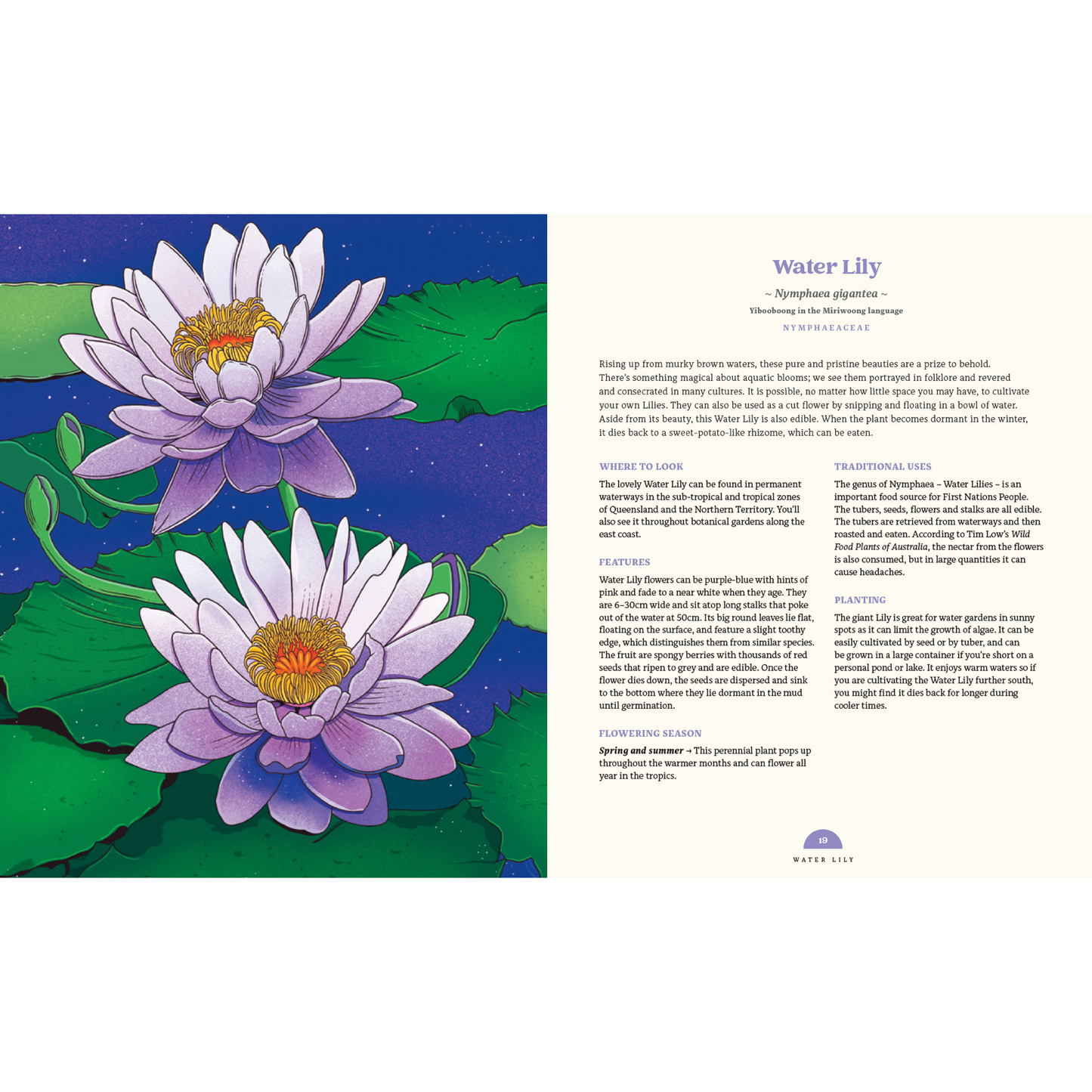 100 Australian Wildflowers by Mel Baxter