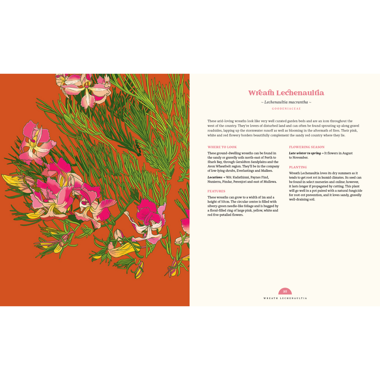 100 Australian Wildflowers by Mel Baxter