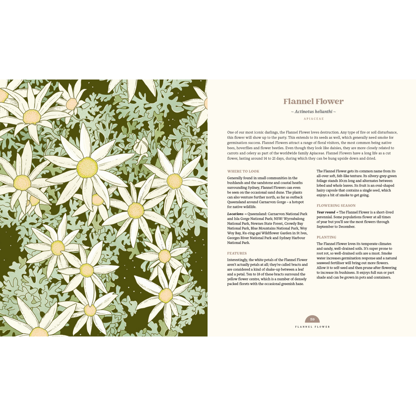 100 Australian Wildflowers by Mel Baxter