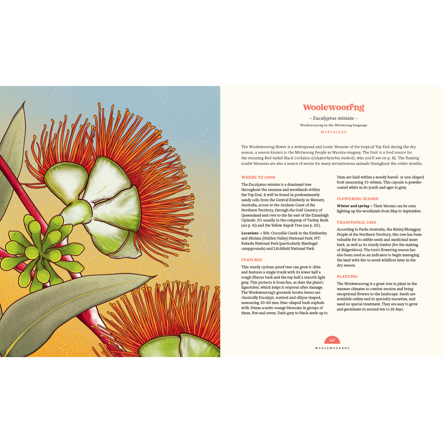 100 Australian Wildflowers by Mel Baxter