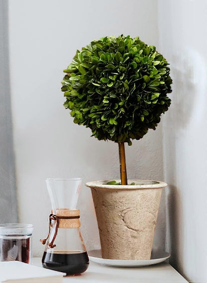 Preserved Boxwood Ball Topiary