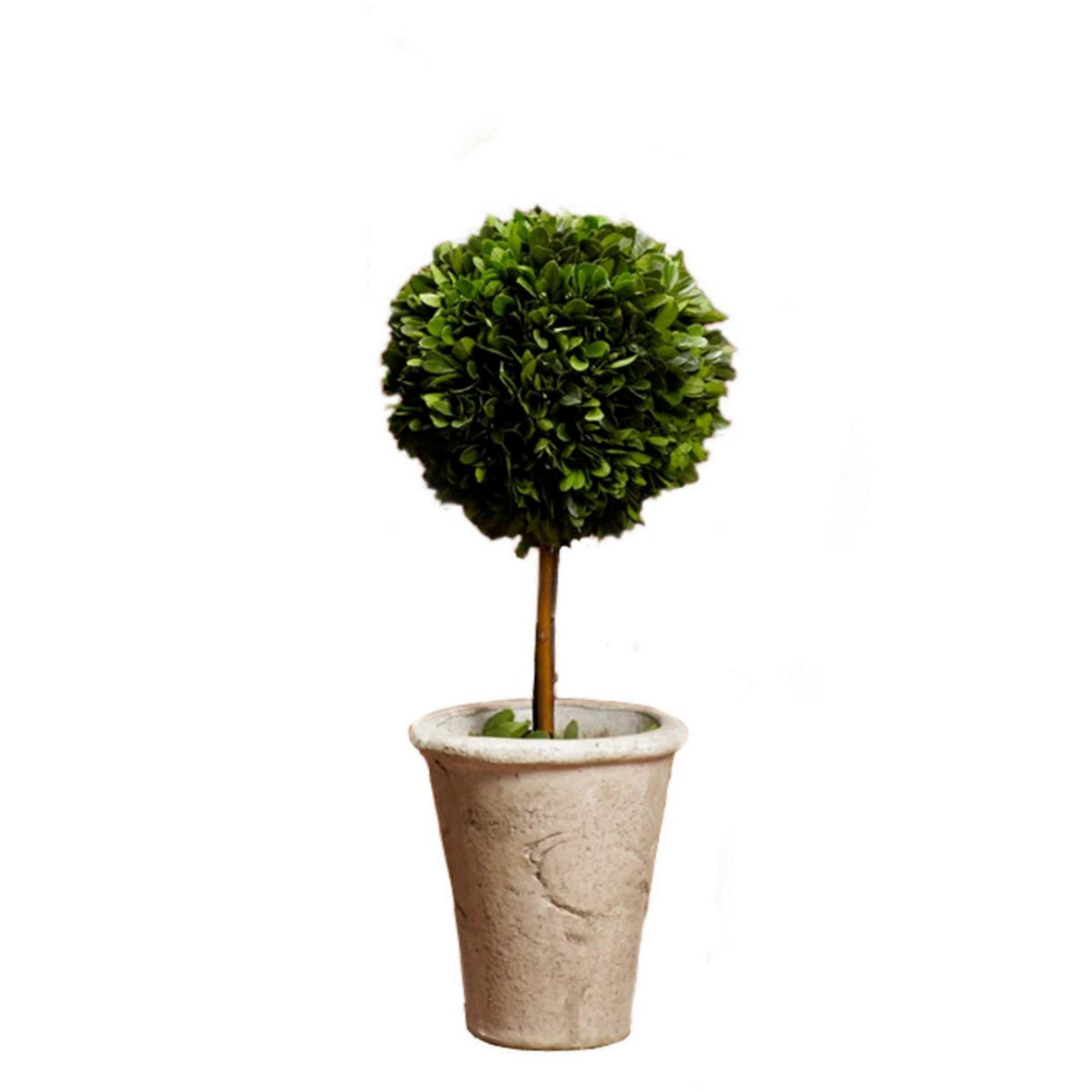 Preserved Boxwood Ball Topiary