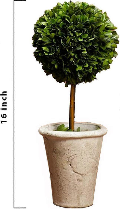 Preserved Boxwood Ball Topiary