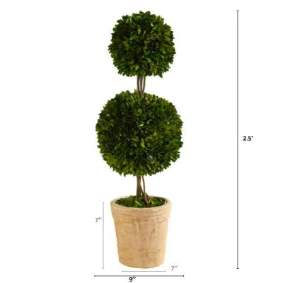 Preserved Boxwood Double Ball Topiary