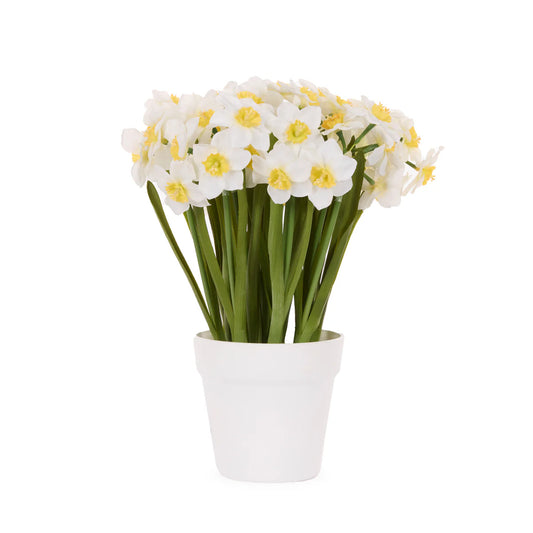 Jonquil Pot