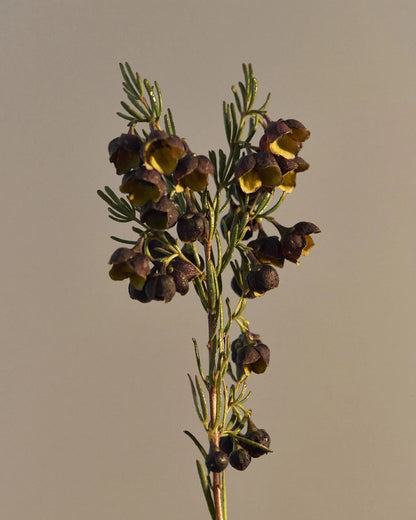 Leif Boronia Hand Wash