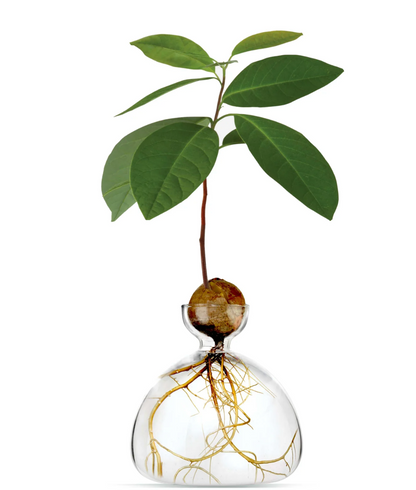 Avocado Vase