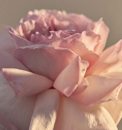 Leif Wild Rosella Body Lotion