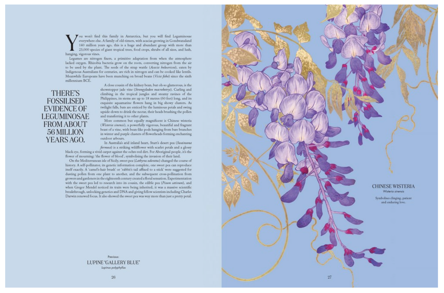 Petal By Adriana Picker
