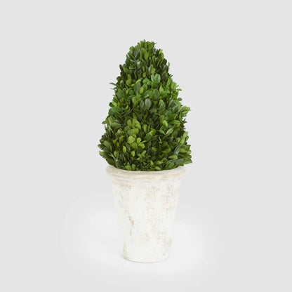 Preserved Boxwood Cone Tree