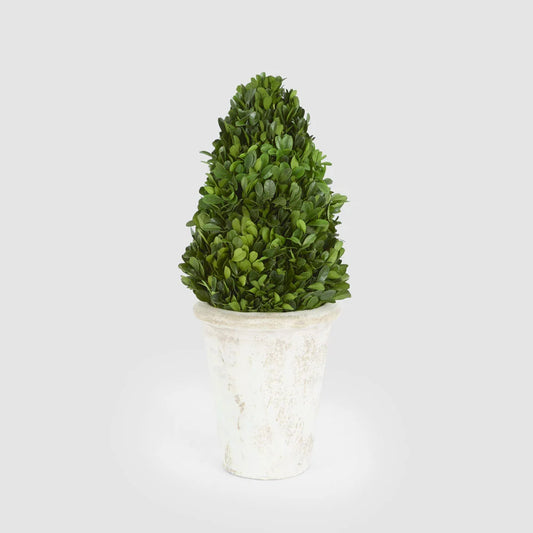 Preserved Boxwood Cone Tree