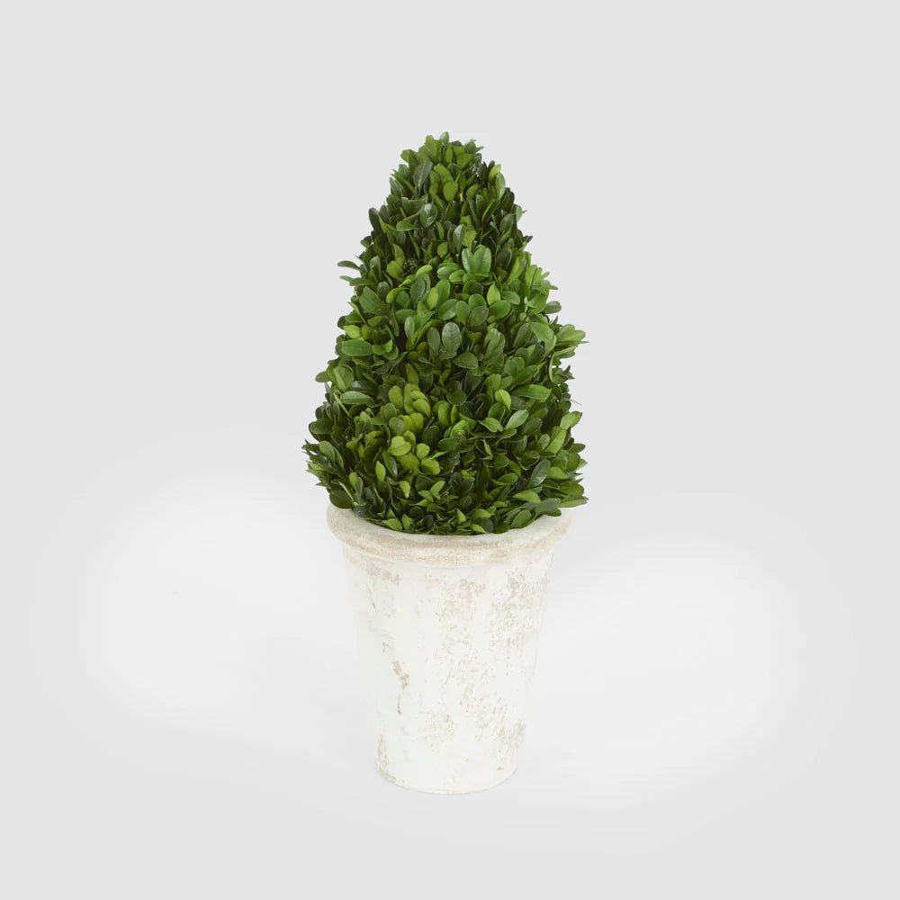 Preserved Boxwood Cone Tree