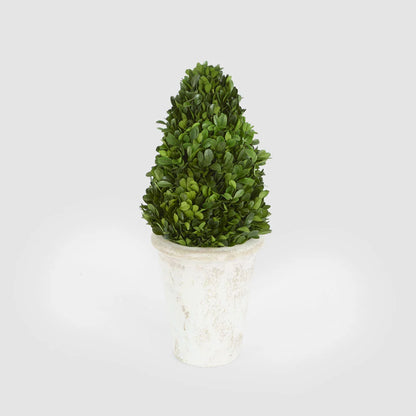 Preserved Boxwood Cone Tree