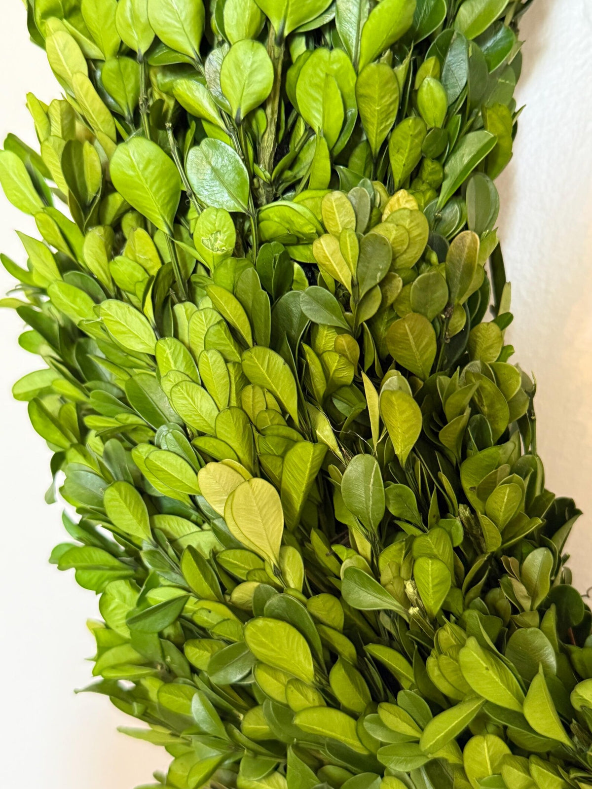 Preserved Boxwood Wreath