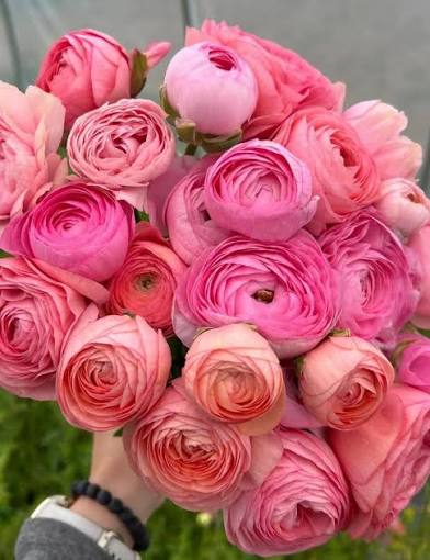 Fresh Blooms