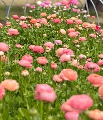 Fresh Blooms