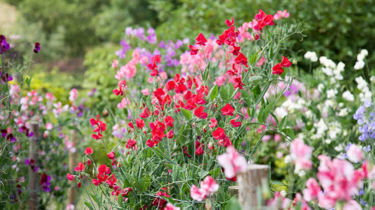 Fresh Blooms
