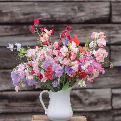 Fresh Blooms