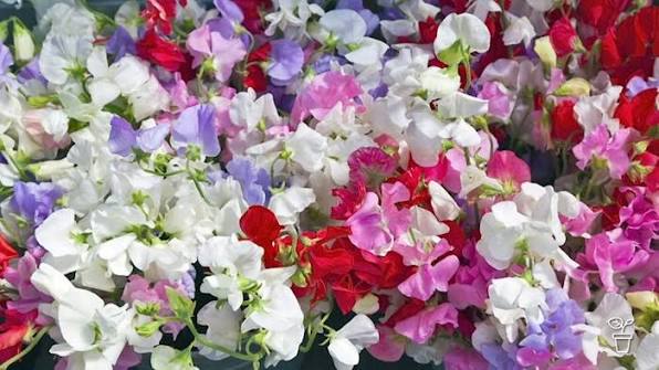 Fresh Blooms