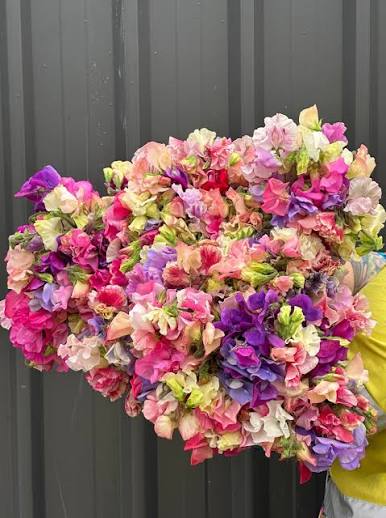 Fresh Blooms