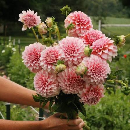 Fresh Blooms