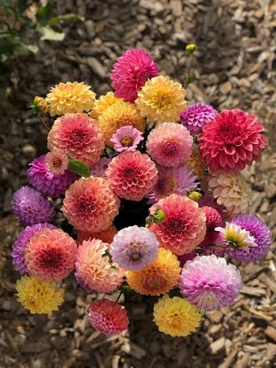 Fresh Blooms